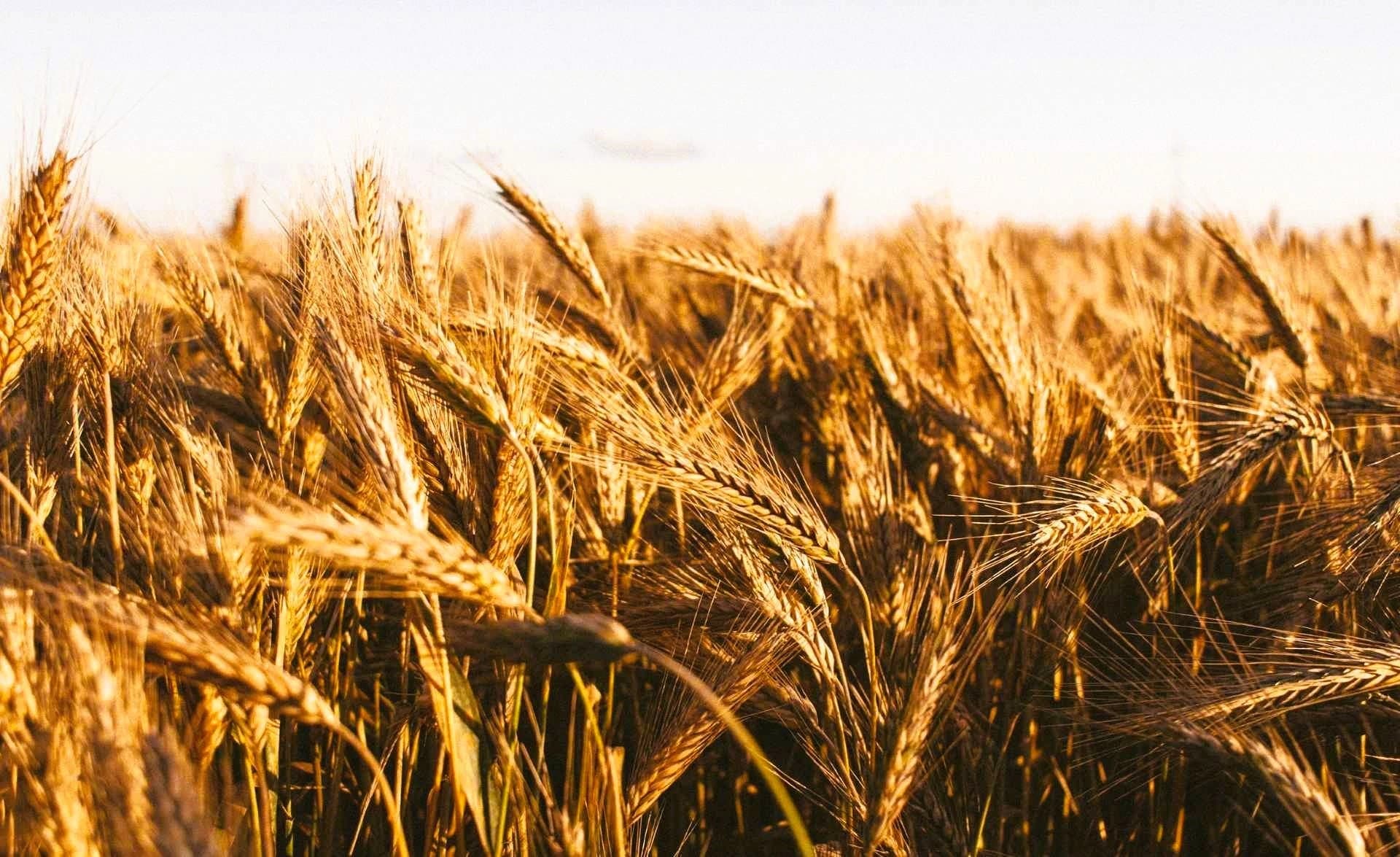Background Wheat Field Photo