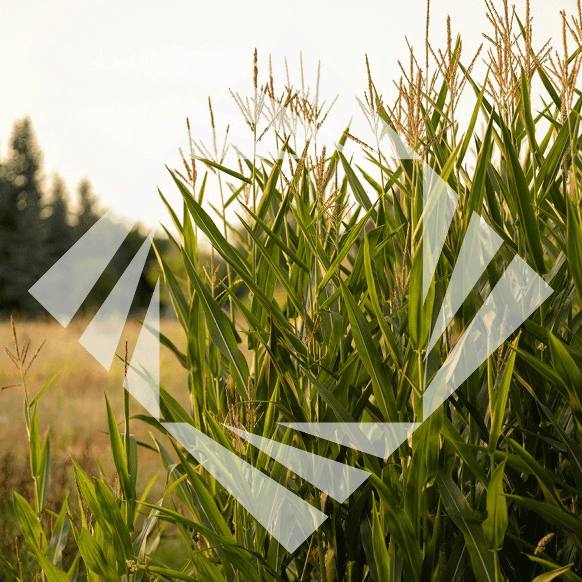 Stock photo with logo zeminvest