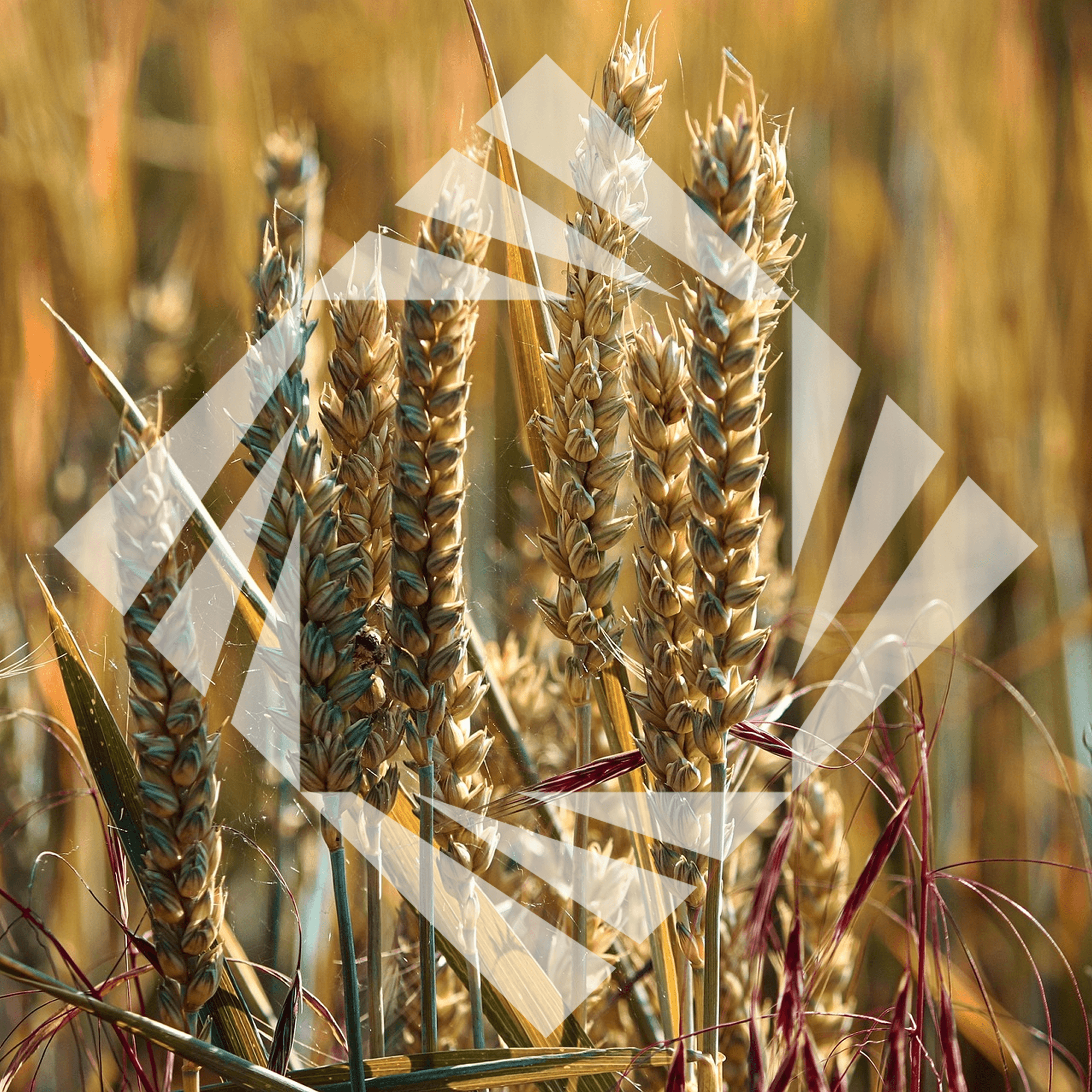 Stock photo with logo zeminvest