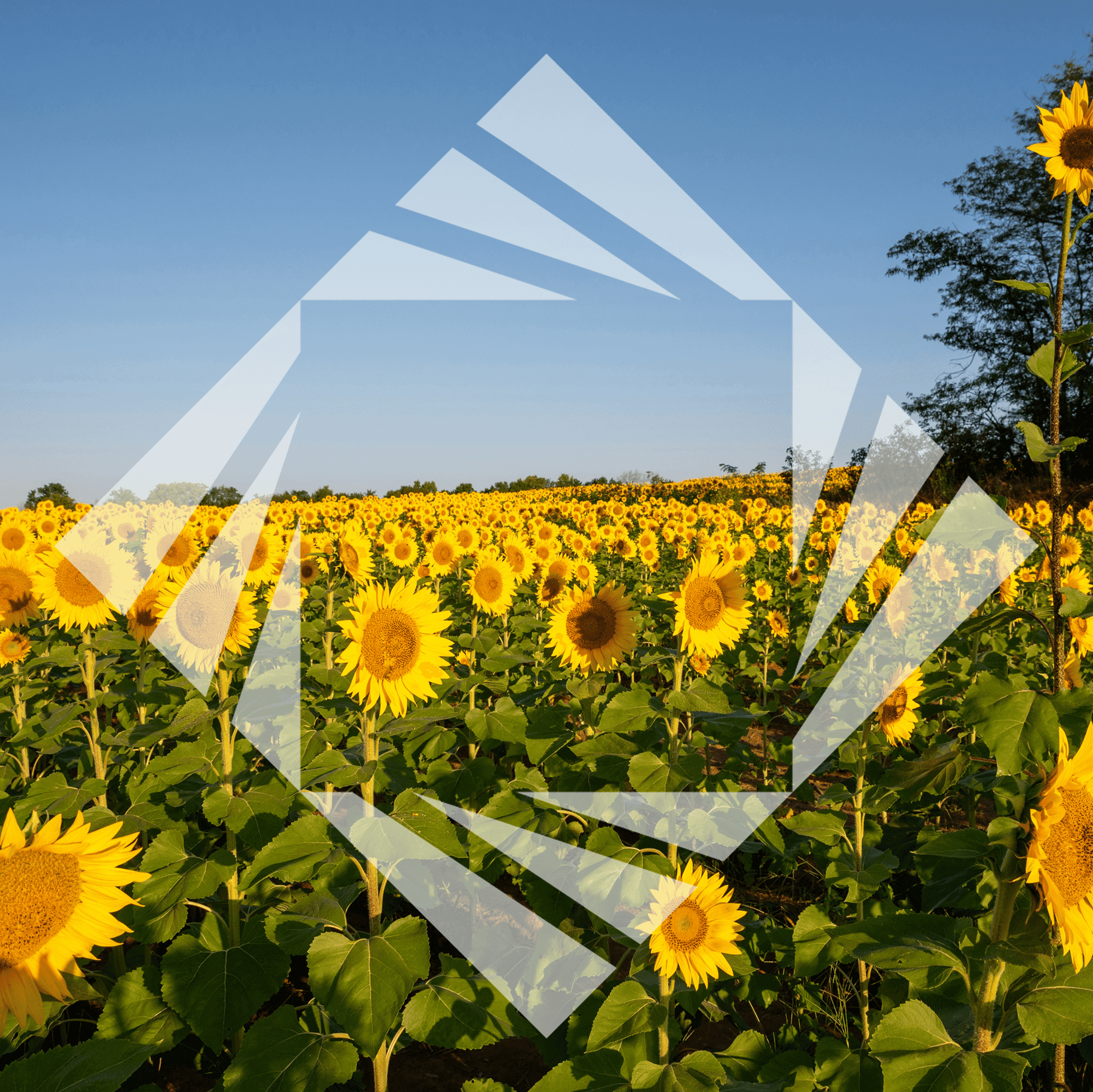 Stock photo with logo zeminvest